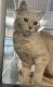 Turkish Angora Cats for sale in Grand Prairie, TX, USA. price: NA