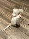 Turkish Angora Cats for sale in 4520 E Baseline Rd, Phoenix, AZ 85042, USA. price: NA