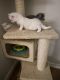 Turkish Angora Cats for sale in Winston-Salem, NC, USA. price: $50