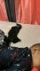 Turkish Angora Cats for sale in 28 Mt Pleasant Ave, Boston, MA 02119, USA. price: NA