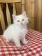 Turkish Angora Cats for sale in Red Lake Falls, MN 56750, USA. price: $125