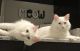 Turkish Angora Cats for sale in Ocala, FL, USA. price: $200