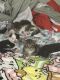 Turkish Angora Cats for sale in Gastonia, North Carolina. price: $85