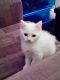 Turkish Angora Cats for sale in Killeen, TX, USA. price: NA