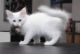 Turkish Angora Cats for sale in Beaver Creek, CO 81620, USA. price: NA