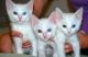 Turkish Angora Cats for sale in Frederick, MD, USA. price: NA