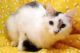 Turkish Angora Cats for sale in Frederick, MD, USA. price: NA