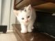 Turkish Angora Cats for sale in San Bernardino, CA, USA. price: NA