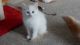 Turkish Angora Cats for sale in Washington, VA 22747, USA. price: NA