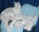 Turkish Angora Cats for sale in Dallas, TX 75270, USA. price: $400