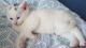 Turkish Angora Cats for sale in Los Angeles, CA, USA. price: $569