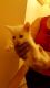 Turkish Angora Cats for sale in Arlington, VA, USA. price: NA