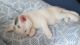 Turkish Angora Cats for sale in Beverly Hills, CA 90210, USA. price: $500