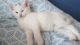 Turkish Angora Cats for sale in Boston, MA, USA. price: $350