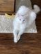 Turkish Angora Cats for sale in Tuscaloosa, AL 35401, USA. price: NA
