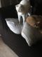 Turkish Angora Cats for sale in San Antonio, TX, USA. price: $100