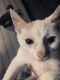 Turkish Van Cats for sale in Bluefield, WV 24701, USA. price: NA