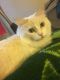 Turkish Van Cats for sale in Los Angeles, CA 91325, USA. price: NA