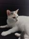 Turkish Van Cats for sale in Lewisville, TX, USA. price: $150