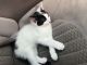 Turkish Van Cats for sale in Midland, TX, USA. price: $50