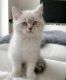 Turkish Van Cats for sale in 3158 Metzger Rd, Fort Pierce, FL 34947, USA. price: NA