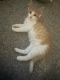 Turkish Van Cats for sale in Joliet, IL, USA. price: NA