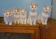 Turkish Van Cats for sale in East Los Angeles, CA, USA. price: $300
