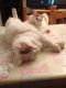 Turkish Van Cats for sale in Metairie, LA, USA. price: NA