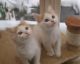 Turkish Van Cats for sale in San Bernardino, CA, USA. price: NA