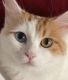 Turkish Van Cats for sale in Kimball Township, MI 48074, USA. price: $650