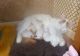 Turkish Van Cats for sale in Escondido, CA, USA. price: NA