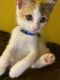 Turkish Van Cats for sale in Houston, TX 77016, USA. price: NA