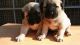 Turnspit Dog Puppies for sale in Birmingham, AL, USA. price: NA