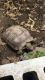 Turtle Reptiles for sale in Fort Meade, FL, USA. price: $250