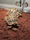 Turtle Reptiles