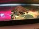 Turtle Reptiles for sale in Seffner, FL 33584, USA. price: $50