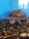 Turtle Reptiles for sale in Lake Elsinore, CA, USA. price: NA
