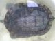 Turtle Reptiles for sale in Miami, FL 33150, USA. price: $250