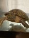Turtle Reptiles for sale in Laurel, DE 19956, USA. price: NA