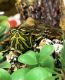 Turtle Reptiles for sale in Fayetteville, NC, USA. price: NA
