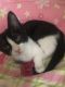 Tuxedo Cats for sale in Austin, TX, USA. price: NA