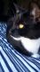 Tuxedo Cats for sale in Leesburg, FL 34748, USA. price: NA