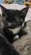 Tuxedo Cats for sale in 305 Isaiah Way, Caldwell, ID 83607, USA. price: $15