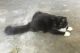 Tuxedo Cats for sale in Nipomo, CA 93444, USA. price: $30