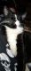 Tuxedo Cats for sale in Joliet, IL, USA. price: NA
