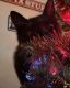Tuxedo Cats for sale in North Providence, RI 02908, USA. price: $200