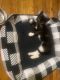 Tuxedo Cats for sale in West Orange, NJ 07052, USA. price: NA
