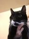 Tuxedo Cats for sale in Mooresville, NC 28115, USA. price: NA