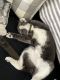 Tuxedo Cats for sale in Morristown, TN, USA. price: NA