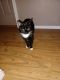 Tuxedo Cats for sale in Wasilla, AK 99654, USA. price: $35